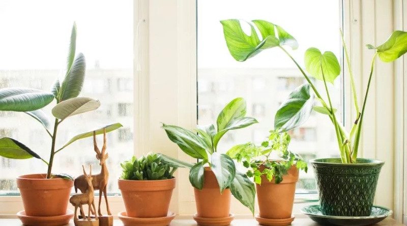 Комнатные растения: секреты выращивания и ухода